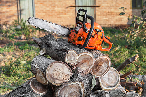 Best Dead Tree Removal  in Elgin, IL